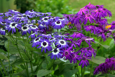 Epazo Cineraria Seed(60 per packet)