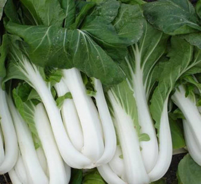 Atlus CANTON PAK CHOI (Bok Choy / Chinese Cabbage) Brassica Rapa Seed(80 per packet)