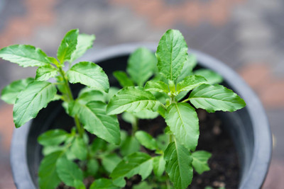 the green dotcom Holy Basil Seeds, Rama Tulsi Seed(290 per packet)