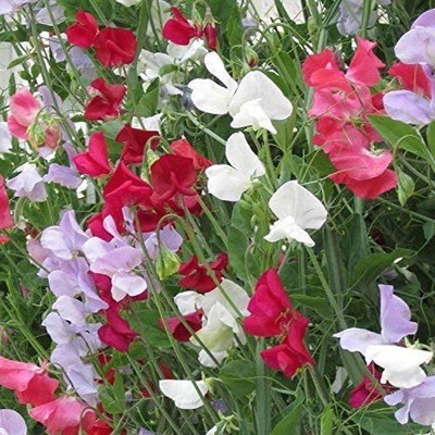 CYBEXIS Lathyrus Latifolius Mix - Everlasting Sweet Pea Seed(50 per packet)