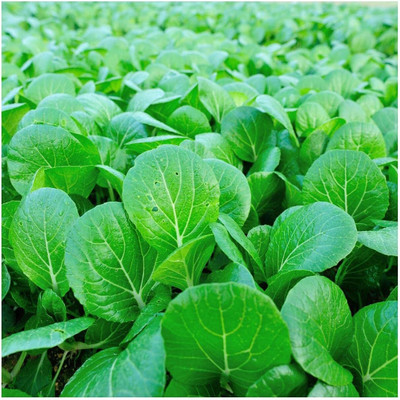 WILLVINE VNR -VII Pak Choi Chinese Cabbage Seeds [50g] Seed(15000 per packet)