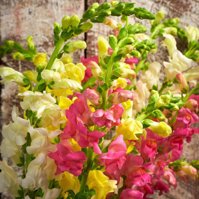 ACCELCROP Antirrhinum 'madame butterfly' F1 Hybrid mix flower Seed(10 per packet)