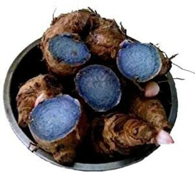 STOKIYA Kali haldi/Black Turmeric Original/Nalla Pasupu/Karu Manjal (1 K.G) Seed(1000 per packet)