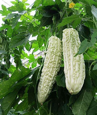 CYBEXIS White Pearl Balsam Pear Bitter Gourd Seeds400 Seeds Seed(400 per packet)