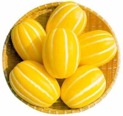 CYBEXIS LX-30 - Canary Melon - Yellow Melon - (150 Seeds) Seed(150 per packet)