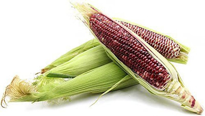 VibeX ® VMR-955 Red corn seeds Hybrid Red Corn (maize) Seed(500 per packet)