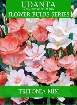 Udanta Udanta Tritonia Flower Bulbs For All Season - Set Of 5pcs (Multicolor) Seed(5 per packet)