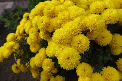 NIDHI AYURVEDIC marigold/gende ka phool flower seeds Seed(50 per packet)