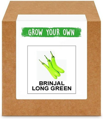 CYBEXIS Brinjal Long Green2400 Seeds Seed(2400 per packet)