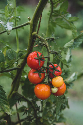XOLDAA tomato Seed(110 per packet)