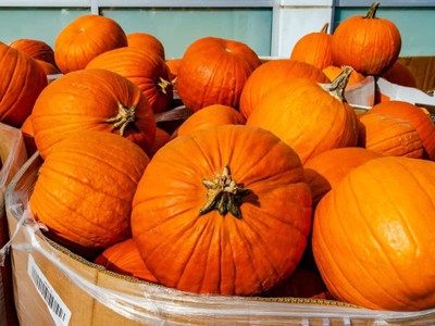 CYBEXIS LXI-90 - Appalachian Pumpkin Premium Hybrid Quality - (300 Seeds) Seed(300 per packet)
