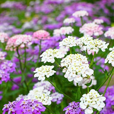 Aywal Candytuft Flower Seed - Dwarf Mix Flower Seed(40 per packet)