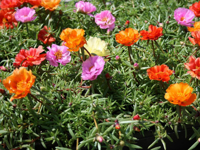 CRGO PORTULACA Seed(75 per packet)