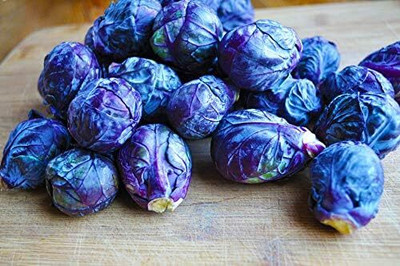 WILLVINE ROX -X Rosella Brussels Sprouts Vegetable Purple [2.5g] Seed(750 per packet)