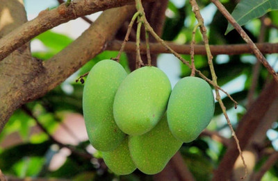 SHYAM Kacha Mittha MangoPlant. Seed(1 per packet)