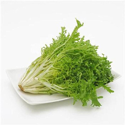 CYBEXIS Endive Seeds, Curled Frisee 1000 Seeds Seed(1000 per packet)