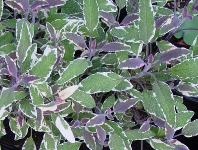 Qualtivate RES-8A Tricolor Sage Seeds Seed(100 per packet)