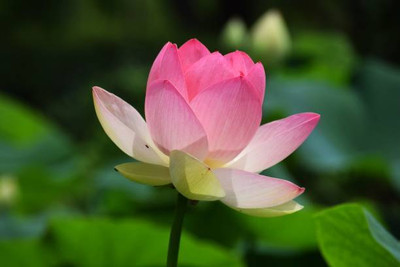Shiv Shakti Ent lotus,kamal gatta Seed(11 per packet)