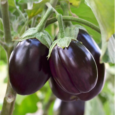 UGRA Black Beauty Eggplant Seeds Seed(2000 per packet)