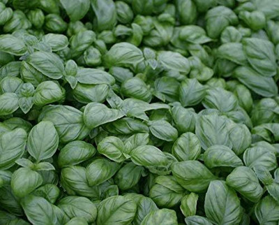 KNESSiN Russian Basil Basilisk, Basil[400 Seeds] Seed(400 per packet)