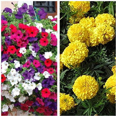 LPR MIX COMBO, FLOWER COMBOO Seed(25 per packet)