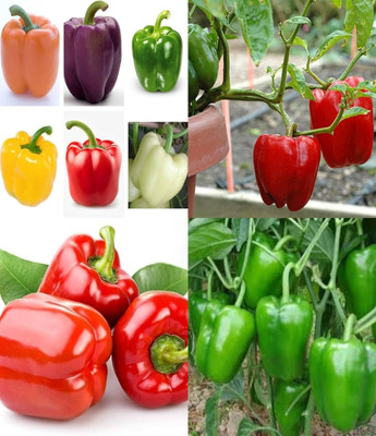 ibains Shimala mirch seeds shimla mirchi beez 42 Seed(42 per packet)