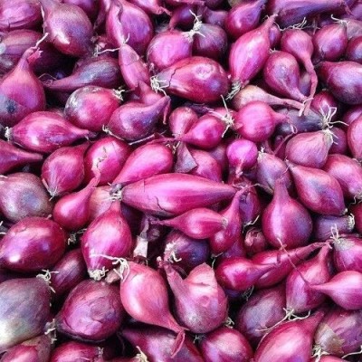 KNESSiN Half Kilo Red Baron Onion-{1200 Seeds} Seed(1200 per packet)