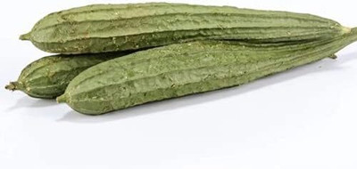 Qualtivate GBPT-9A Luffa Acutangula Angled Ridge Gourd Turai Seed(50 per packet)