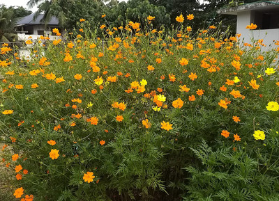 Aywal Cosmos Orange Seed(100 per packet)