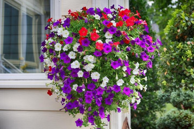 Quentova Petunia mix flower-DLX-4L Seed(100 per packet)