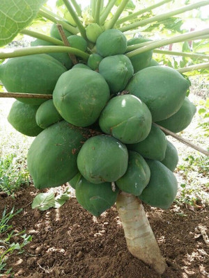 Jasoos papaya hybrid seeds Seed(25 per packet)