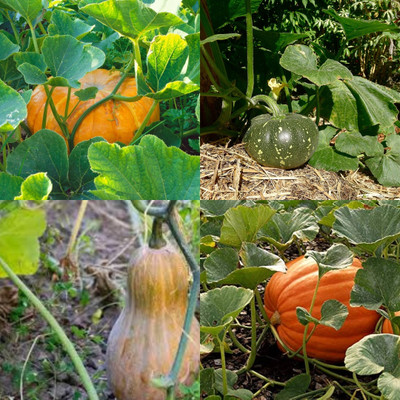 ibains Kaddu seeds for home garden biij 15 Seed(15 per packet)