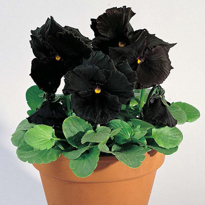 CYBEXIS Black Pansy Fresh Hyb Seed(50 per packet)