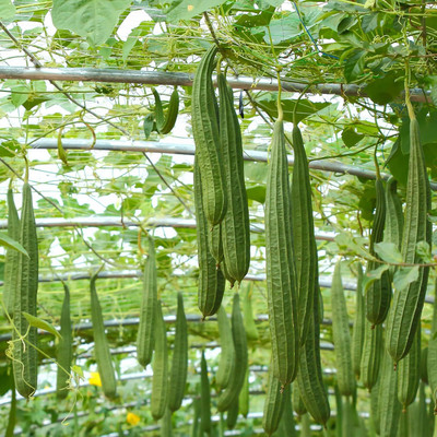 Qualtivate RES-1A Luffa Acutangula Angled Ridge Gourd Turai Seed(50 per packet)