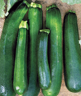 CYBEXIS GUA-32 - Black Beauty Zucchini Summer Squash - (75 Seeds) Seed(75 per packet)