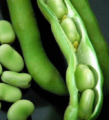 WANCY Broad Bean Fava Super Seed(25 per packet)