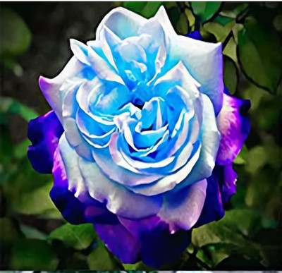 Qualtivate LX-680 Rose Seeds for Planting Seed(50 per packet)