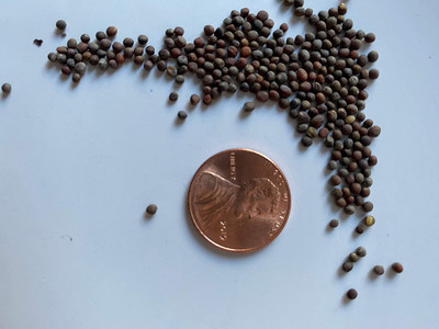 VibeX ® XLR-413 Seeds of Broccoli DiCicco Seed(200 per packet)