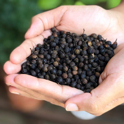 Qualtivate LX-46 All spice,myrtle pepper Seed(50 per packet)