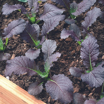 VibeX ® VMR-400 Mustard Garden Seeds - Red Garnet Seed(500 per packet)