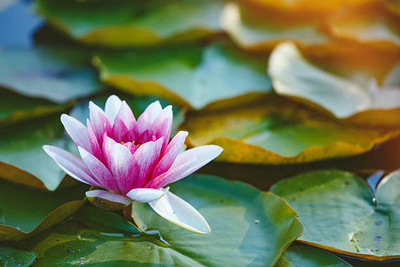 THAMMAR lotus,kamal gatta Seed(11 per packet)