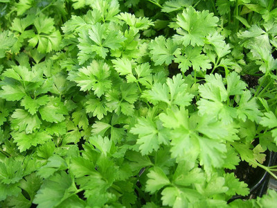 Aywal Organic Coriander Seed(750 per packet)