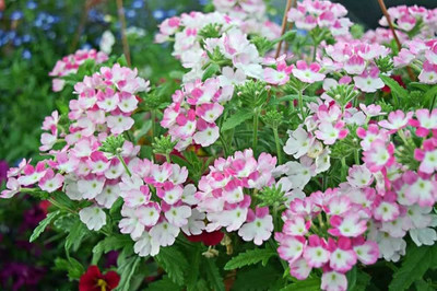 BDSresolve Moss verbena seeds Pack of 37 Seed(37 per packet)
