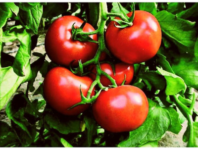 CYBEXIS Hisar Lalit Tomato Variety2000 Seeds Seed(2000 per packet)