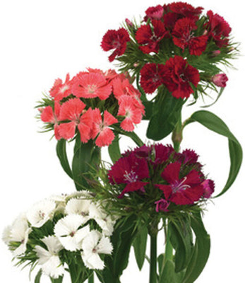 XOLDA Exotic sweet william Seed(21 per packet)