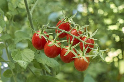 gothali tomato Seed(115 per packet)