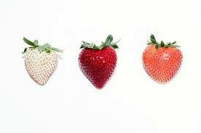 XOLDAA XOLDAA F1quality hybrid strawberry seeds Seed(55 per packet)