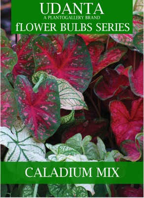 Udanta Caladium Multicolor Flower Bulbs - Pack of 10 Bulbs Seed(10 per packet)