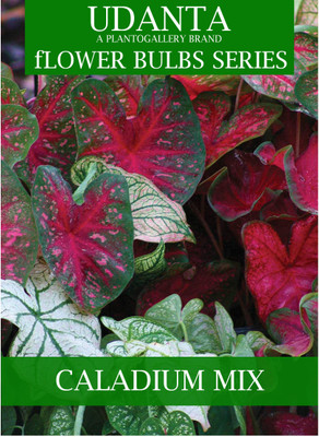 Udanta Caladium Bulbs Seed(10 per packet)