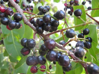 KNESSiN Evergreen Jamun Plant(Syzygium Family)-{100 Seeds} Seed(100 per packet)